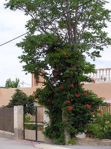 enredadera en arbol 