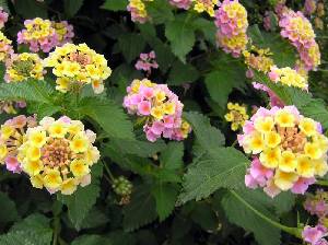 lantana 