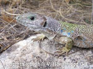 Lagarto Ocelado