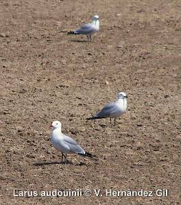 Gaviota de Audouin