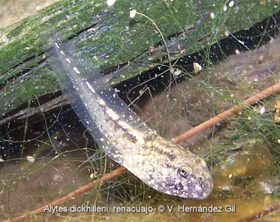 Renacuajo de Sapo Partero Bético