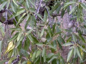 Detalle de Almendros 