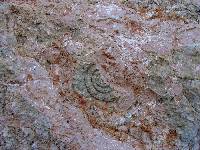 Calizas nodulosas rojas del Jursico superior (Malm) de la sierra del Cambrn. Obsrvese los restos de un ammonites parcialmente destruido por coleccionistas de fsiles