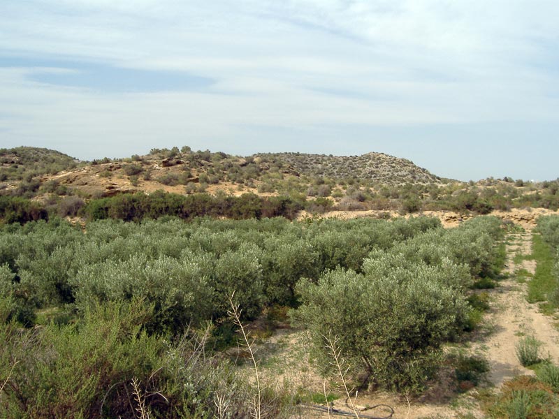 Olivar [Cocn]. 