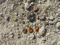 Margas con ammonites piritizados del Cretcico inferior  de Caravaca