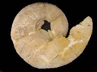 Ammonites de unos 50 cm del Cretcico inferior. Aula de la Naturaleza del Rellano (Molina)