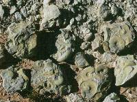 Margocalizas con ammonites del Cretcico de Fortuna