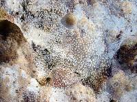 Detalle de las calizas arrecifales del Cretcico inferior prebtico de Moratalla