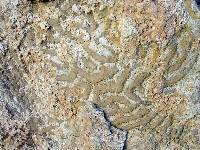 Detalle de las calizas arrecifales del Cretcico inferior prebtico de Jumilla