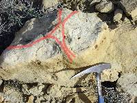 Icnitas (huellas) de dinosaurio en calizas del Cretcico inferior prebtico de Yecla