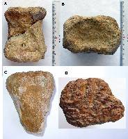 Huesos de dinosaurio localizados en areniscas y arcillas continentales del Cretcico inferior prebtico de Yecla