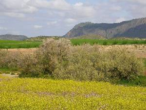 Vista de uno de los rameles del Quipar