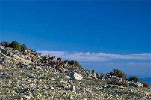 Grupo de arrus en las cumbres de Sierra Espua