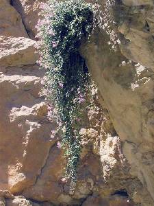El dragoncillo de roca crece en pendientes abruptas