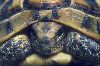 Detalle de la cabeza de la tortuga mora