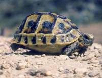 El hbitat de la tortuga mora son zonas abiertas y matorral bajo