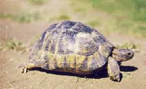 Tortuga mora (Testudo graeca)