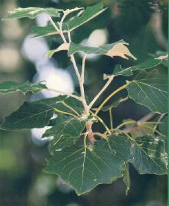 Alamo bastardo (Populus canescens)