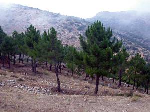 Las zonas de baja densidad vegetal impiden la rpida propagacin del fuego