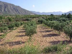 Almendros 