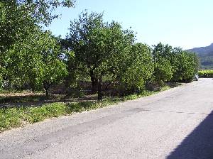 Almendros 