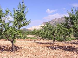 Cultivo de Almendros 