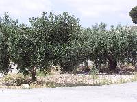 Olivos