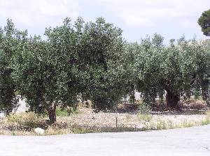 Olivos 