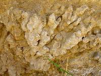 Detalle de una colonia de coral (Porites sp.) del Mioceno superior de Lorca