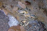Playa fsil originada durante un periodo interglacial, como demuestra la presencia de diversos ejemplares de gasterpodos (Strombus sp.) de aguas marinas clidas. guilas