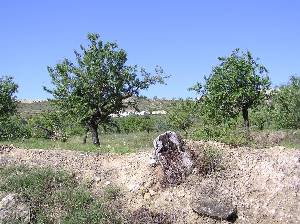 Almendros 