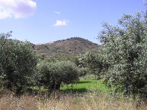 Sierra y Olivos 