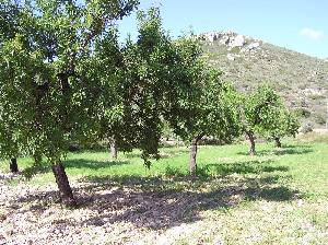 Almendros 