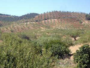 Cerros Cultivados 