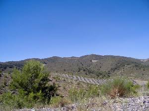 Cultivo de Almendros 