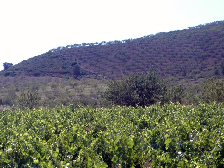 Jarales Región de Murcia Digital