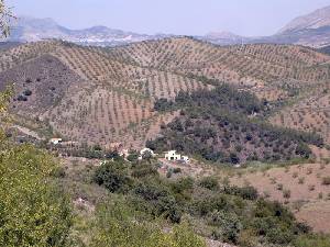 Paisaje Tpico de Jarales 