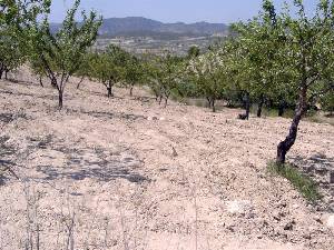 Agricultura en el Ortillo 