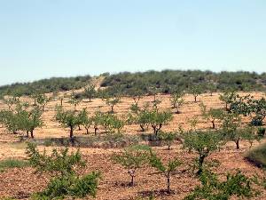 Campos de Almendros 