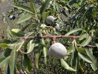 Fruto del Almendro