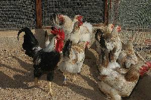 Macho y gallinas de raza murciana [Pollo]