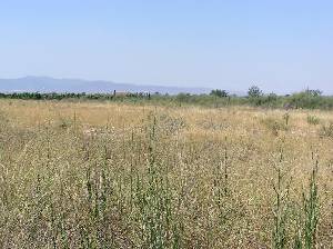 Campo de Alhama 