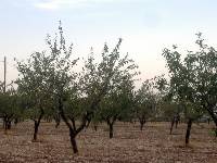 Almendros