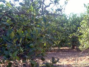 Plantacin de Limoneros 