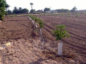 Plantacin de Limoneros 