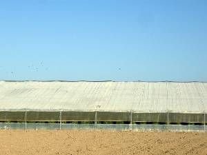 Agricultura Intensiva 