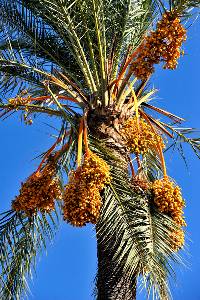 Palmera