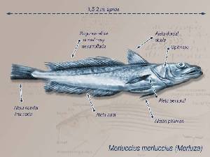 Ilustracin descriptiva 