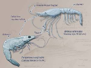 Ilustracin descriptiva 