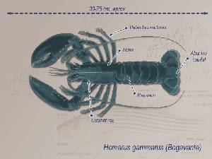 Ilustracin descriptiva 